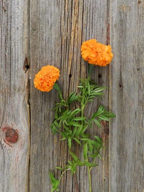 ORANGE MARIGOLD